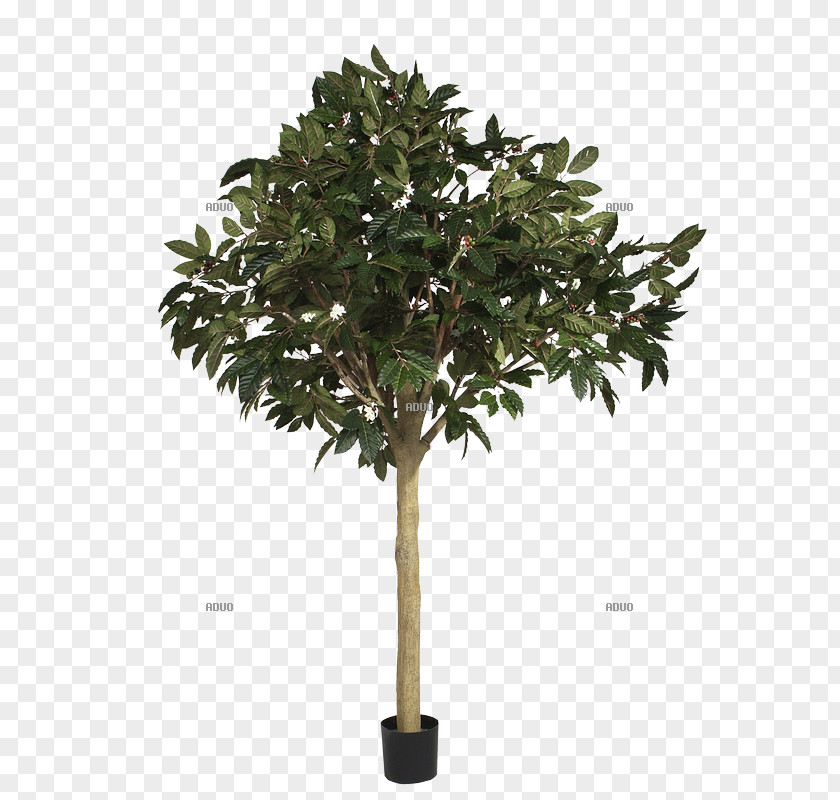 Tree Branch Gum Trees Shrub Leaf PNG
