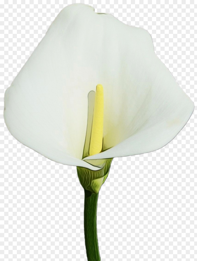 Arum Family Tulip White Flower Yellow Plant PNG