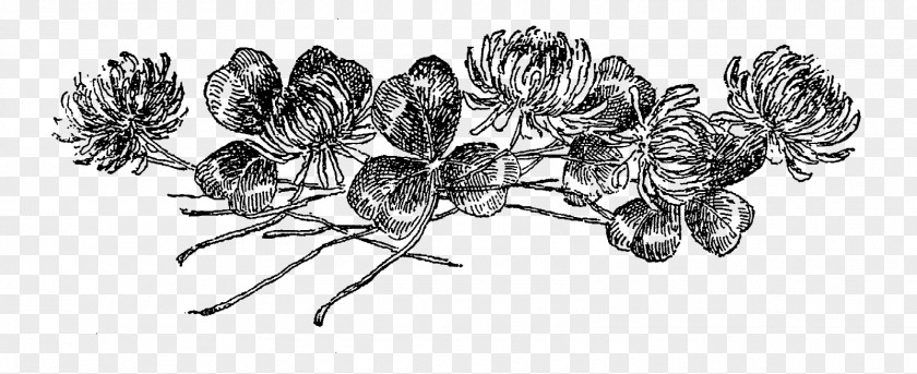 Botanical Flowers Drawing Line Art Digital Stamp PNG