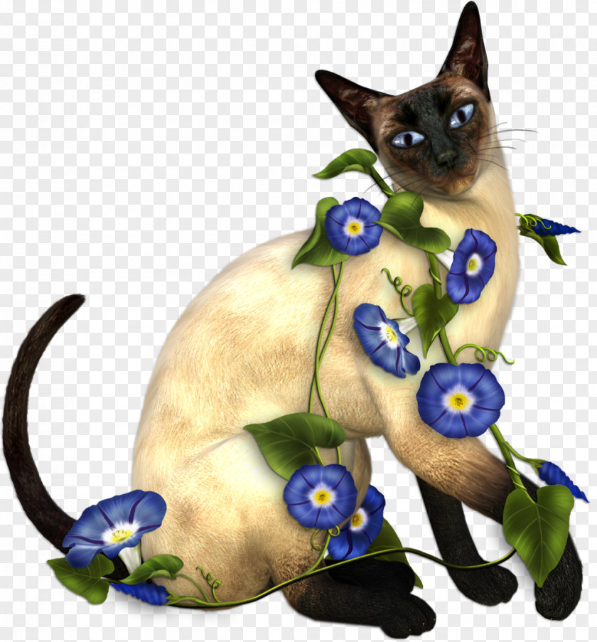 Cats Siamese Cat Kitten Animal Moscow Museum Clip Art PNG