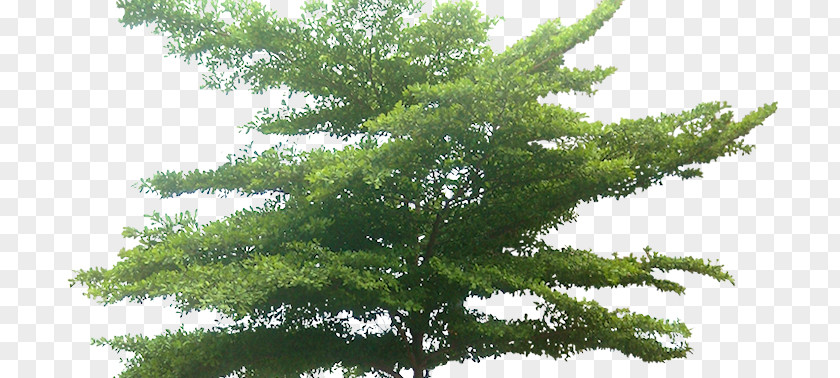 Gambar Pohon Tree Information Bucida PNG