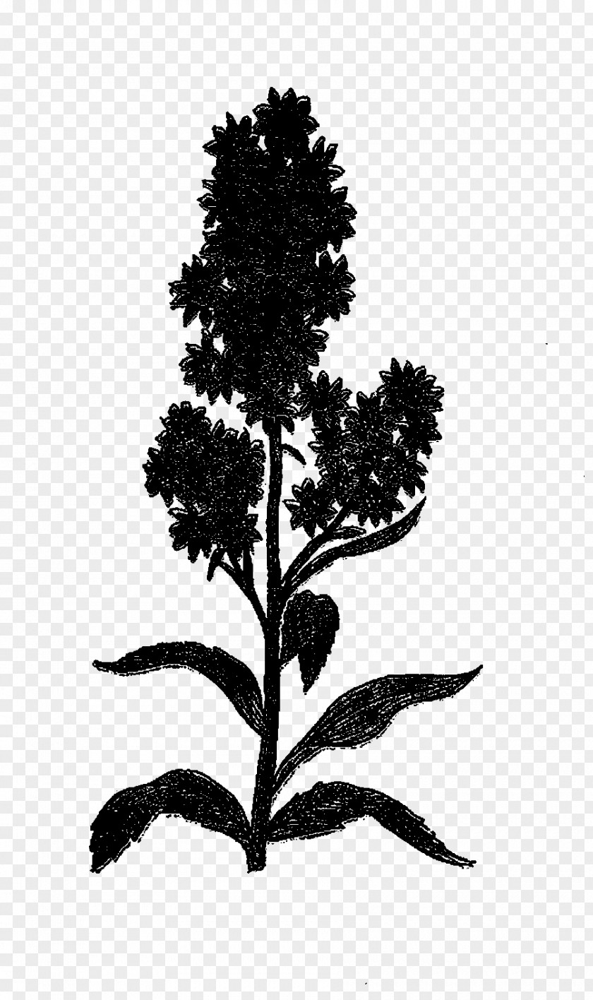 Leaf Plant Stem Silhouette Branching Plants PNG