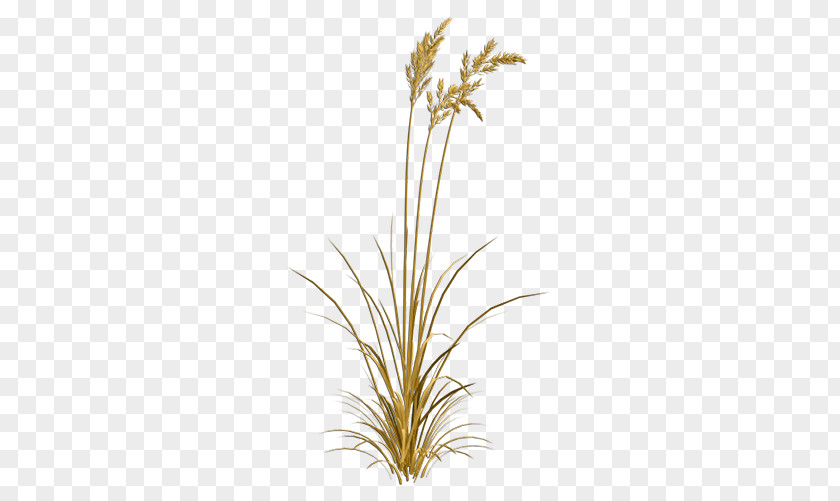 Mature Wheat Download Computer File PNG