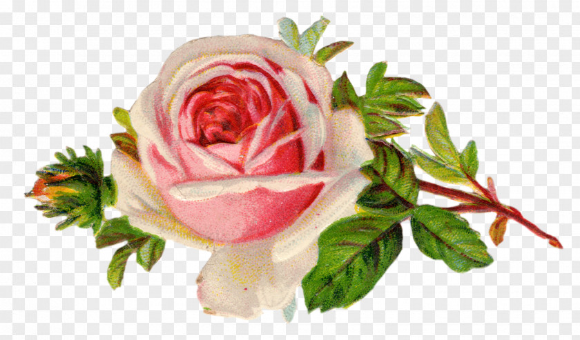 Baby Roses Cliparts Rose Free Content Clip Art PNG