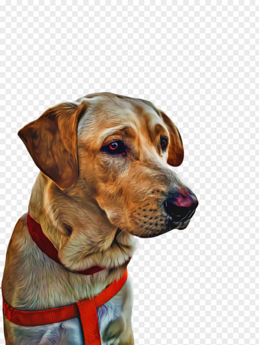 Collar Ear Cute Dog PNG