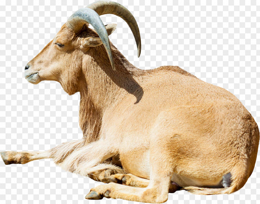 Sheep American Tunis Ovis Orientalis Barbary Goat Cattle PNG
