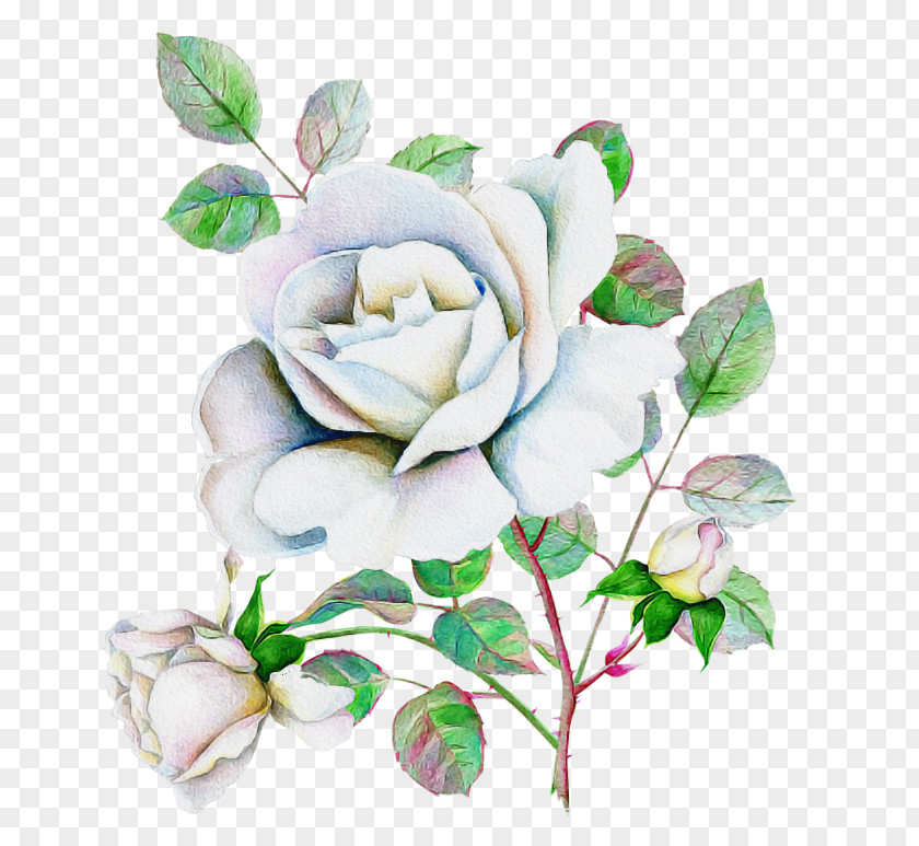 Watercolor Paint Garden Roses PNG