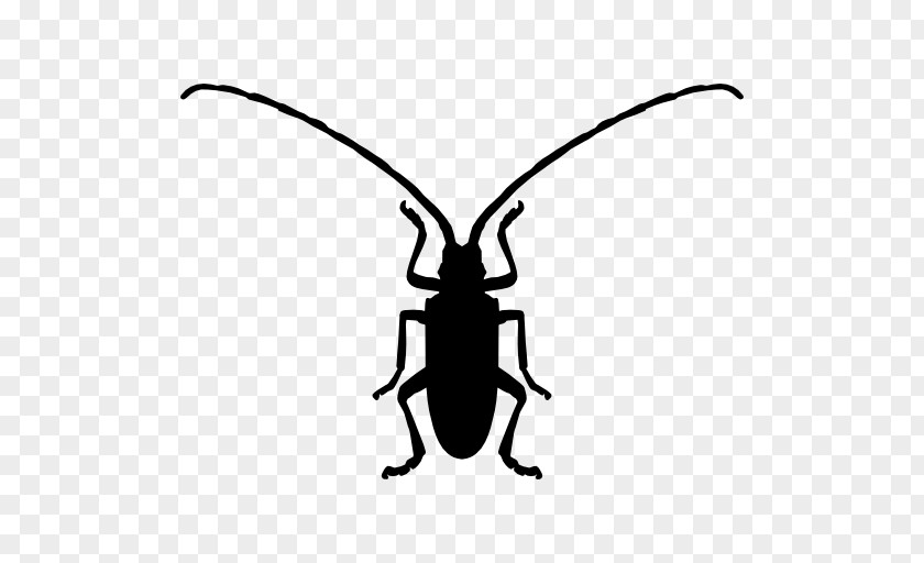 Beetle Longhorn Symbol Asian Lady PNG
