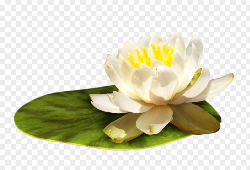 Callalily Flower Digital Image Clip Art PNG