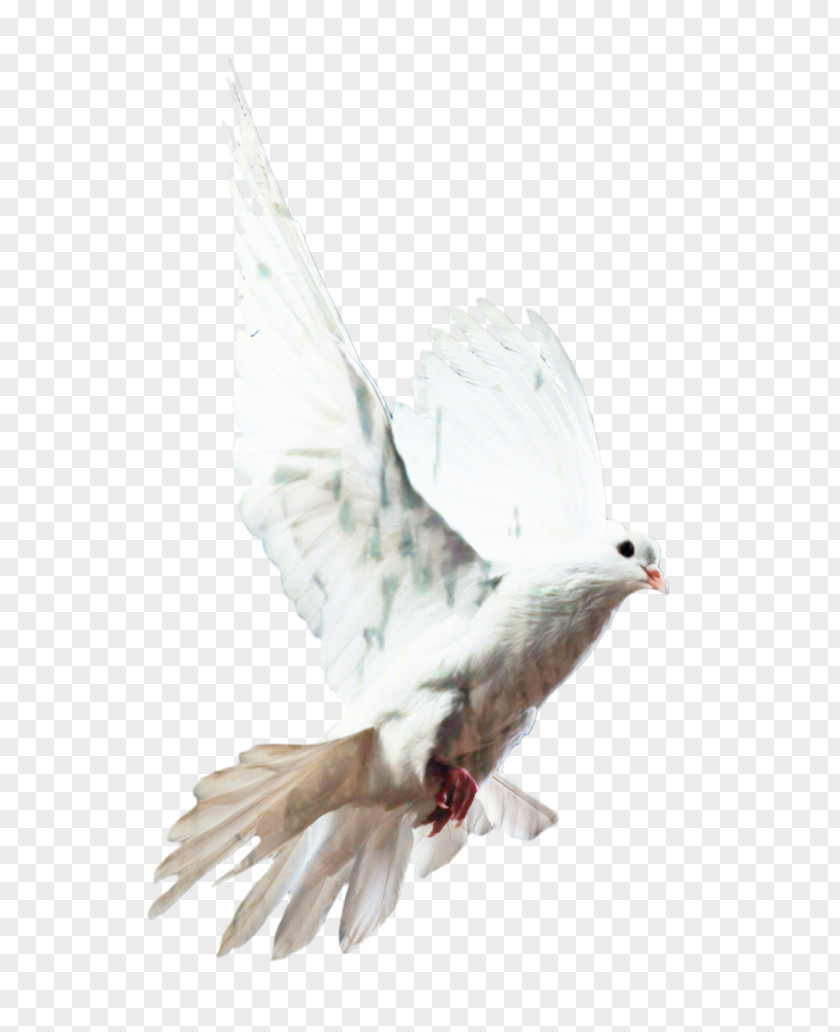 Falconiformes Tail Dove Bird PNG