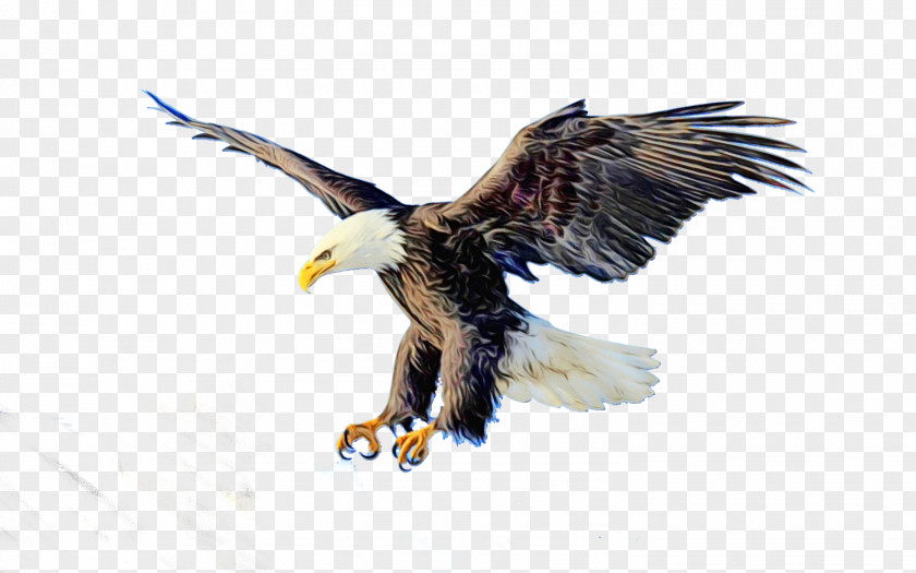 Feather Falcon Eagle Logo PNG
