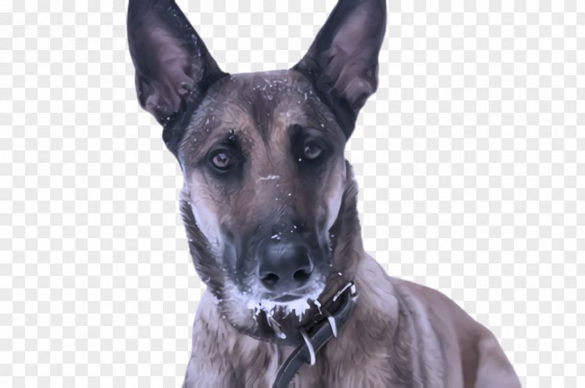 Great Dane Police Dog German Shepherd Snout PNG