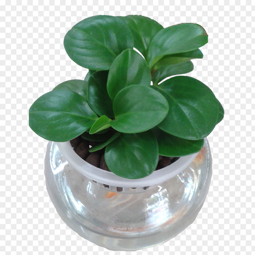 Hydroponic Plants Plant Hydroponics Laceleaf Computer File PNG