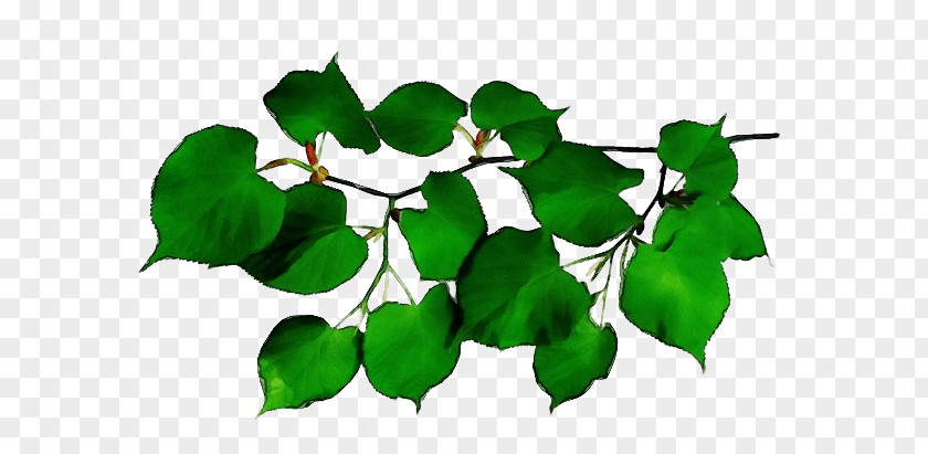 Ivy Family Flower Oak Tree Leaf PNG