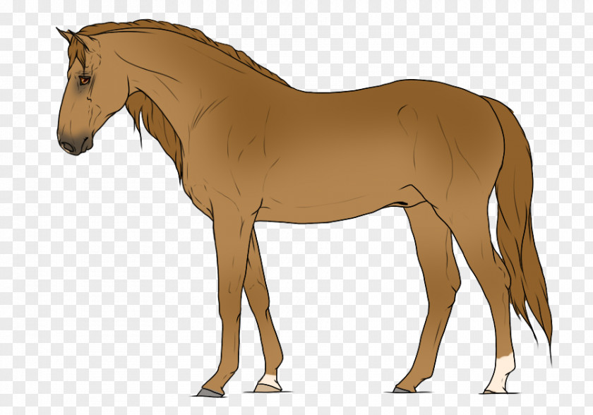 Mustang Foal Mane Stallion Mare Rein PNG