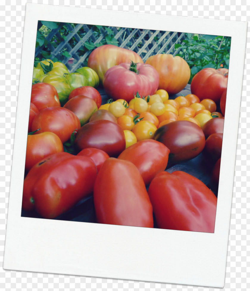Tomato Plum Vegetarian Cuisine Bush Bell Pepper PNG