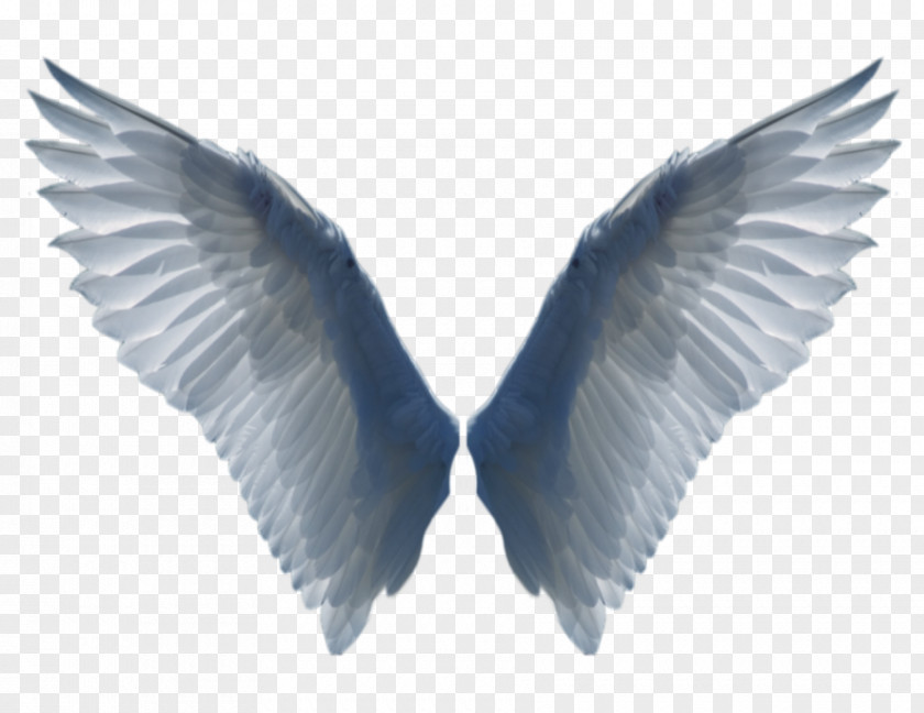 Bird Desktop Wallpaper Wing Clip Art PNG