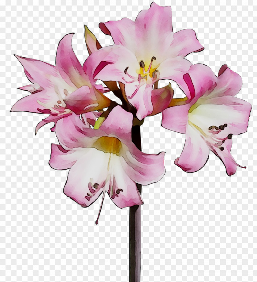 Cut Flowers Floral Design Flower Bouquet Jersey Lily PNG