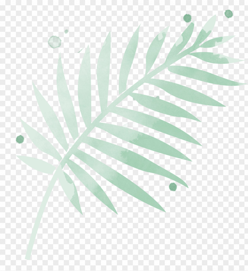 Leaf Arecaceae Plant Stem Line Branching PNG