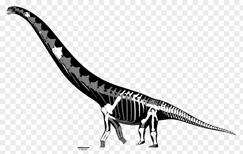 Long Neck Animals Futalognkosaurus Mamenchisaurus Dreadnoughtus Tyrannosaurus Patagotitan PNG