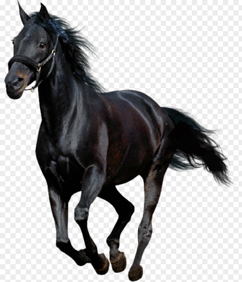 Mustang American Paint Horse Arabian Andalusian PNG