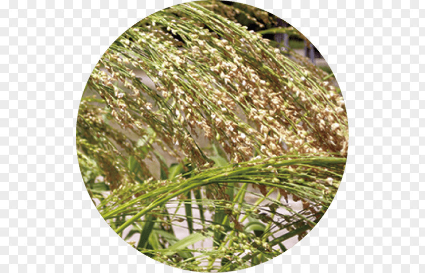 Rusks Sweet Grass Commodity Grasses PNG