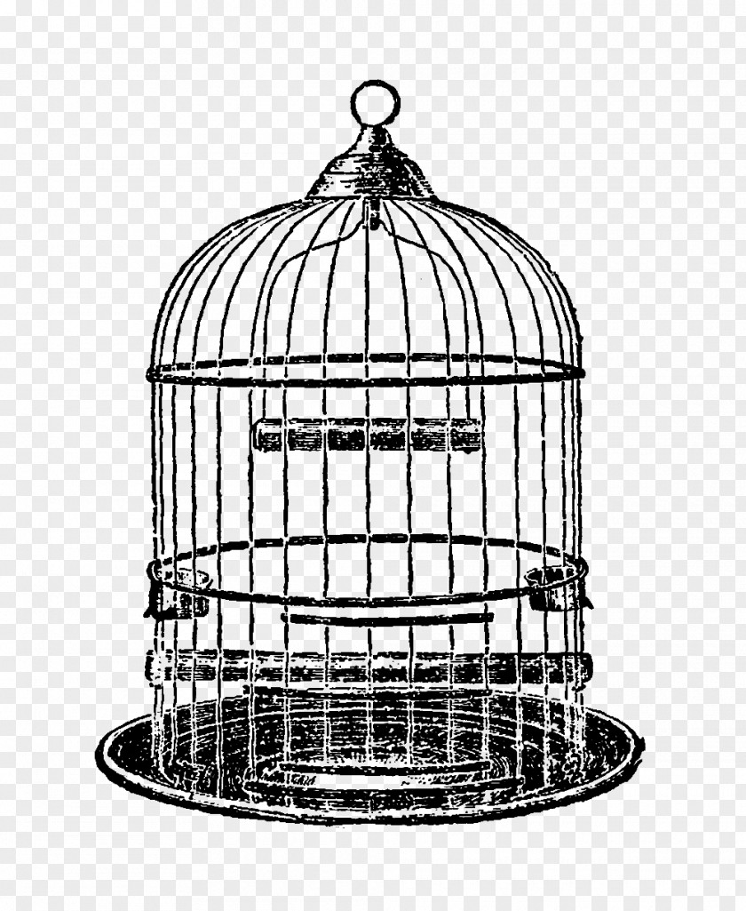 Birdcage Parrot Clip Art PNG