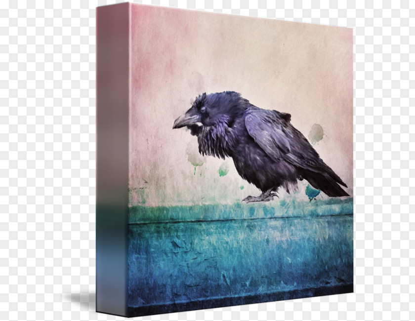 Crow American Rook Common Raven Picture Frames PNG