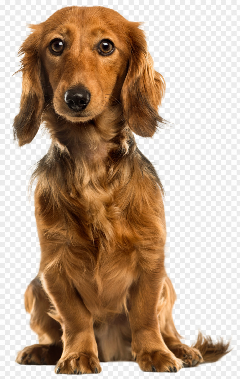 Dog Golden Retriever German Shepherd Pug Puppy Clip Art PNG