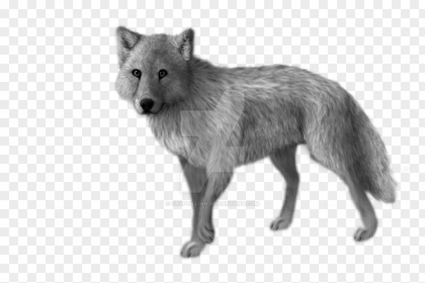 Animation Walk Cycle Red Fox Coyote Alaskan Tundra Wolf Jackal Fur PNG