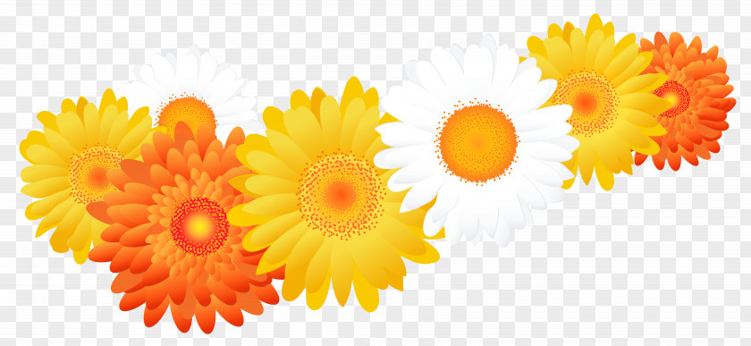 Gerbera Common Sunflower Seed Oil PNG
