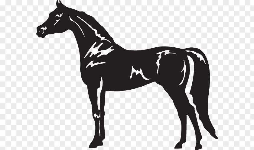 Arabian Horse American Quarter Appaloosa Standing Clip Art PNG