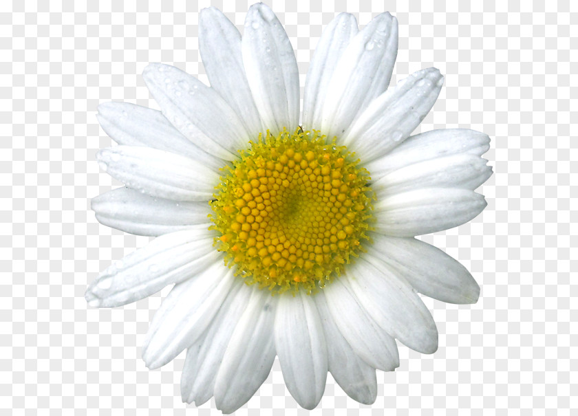 Chamomile Common Daisy Oxeye Flower PNG