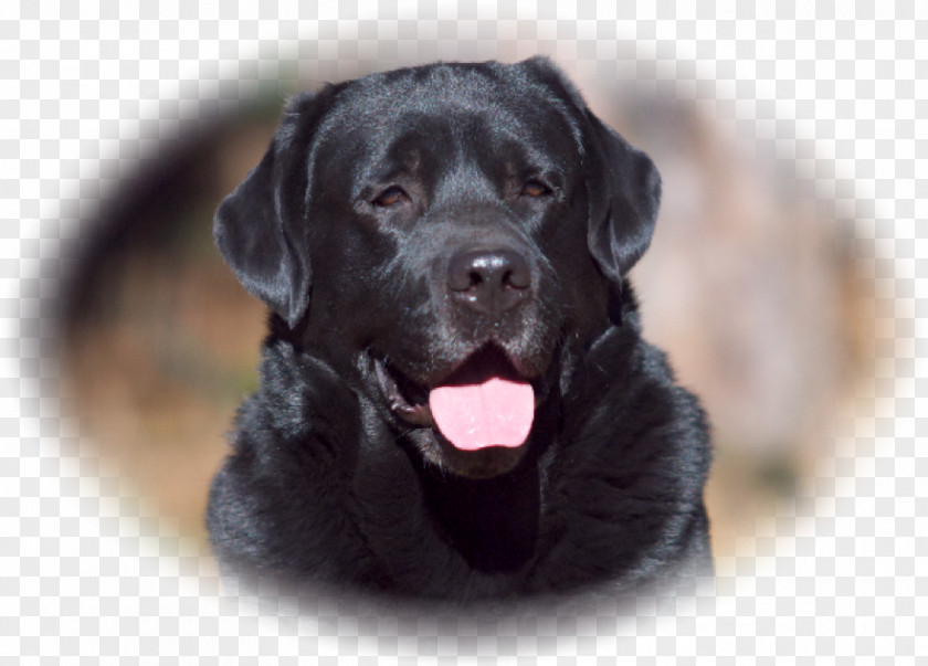 Labrador Retriever Flat-Coated Puppy Dog Breed Companion PNG