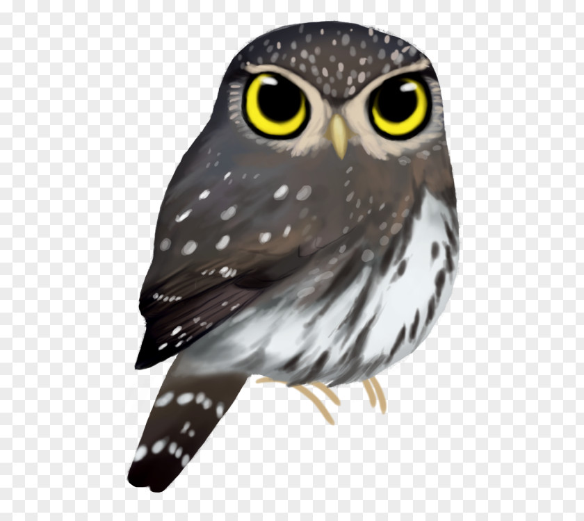 Owl Beak Feather Animal PNG