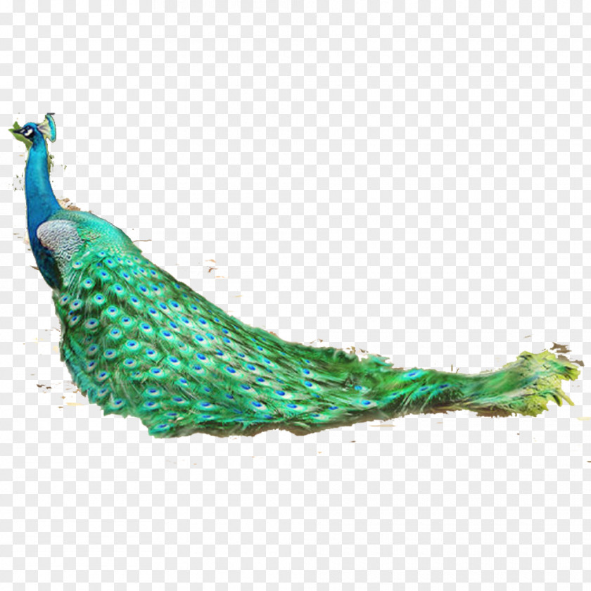 Peacock Painting Vector Material Feather Bird Asiatic Peafowl PNG