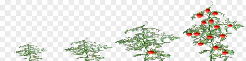 Strawberry Farm Christmas Tree Spruce Ornament Fir Twig PNG