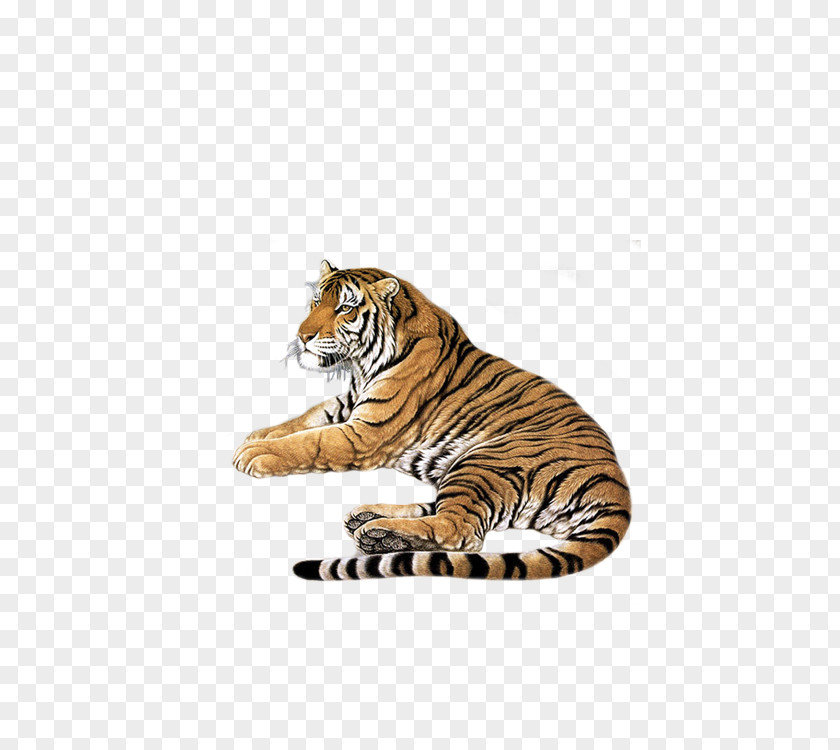 Tiger Tummy Perth Mint Bengal Siberian Cat Sumatran PNG