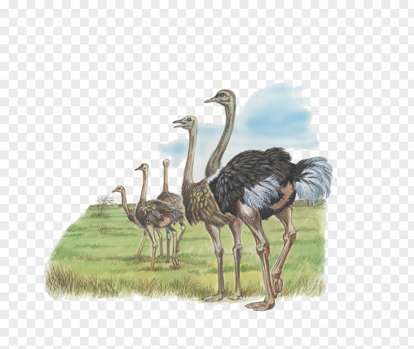 A Group Of Ostrich Common Liaojia Falconiformes Emu PNG
