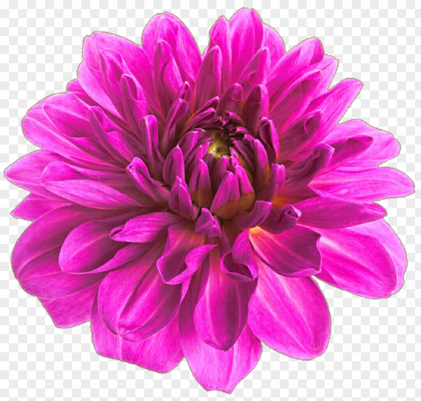 Flower Cut Flowers Dahlia Bouquet Color PNG