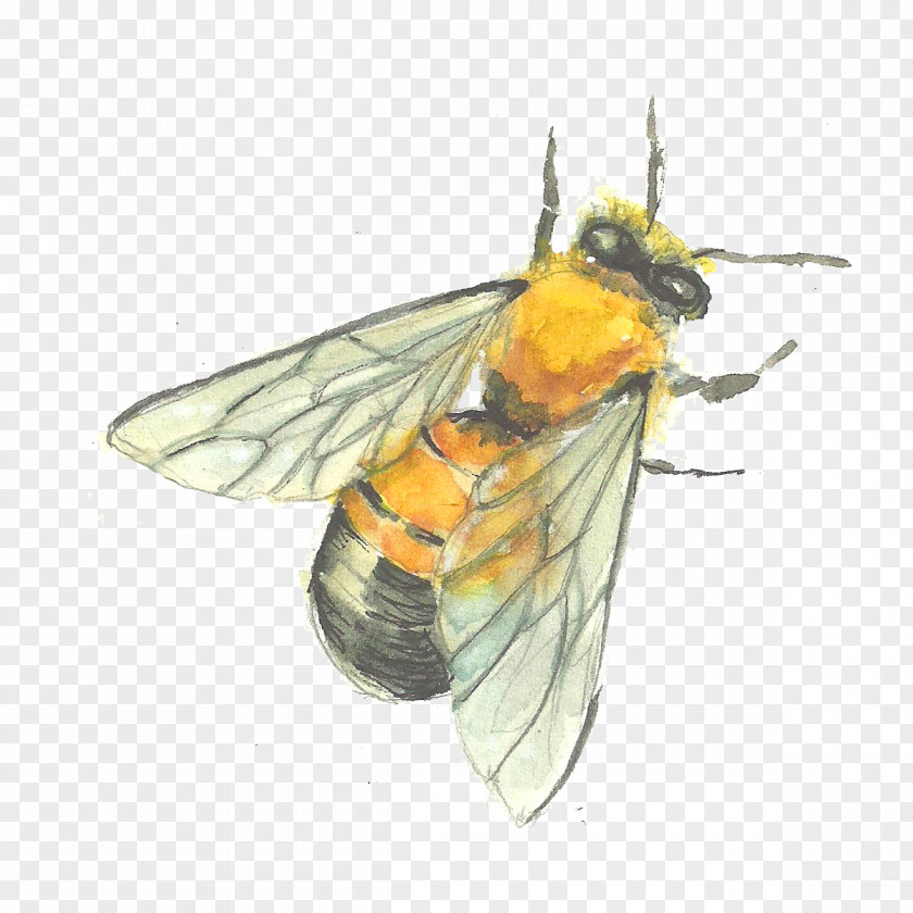 Hand-painted Bees Painting PNG