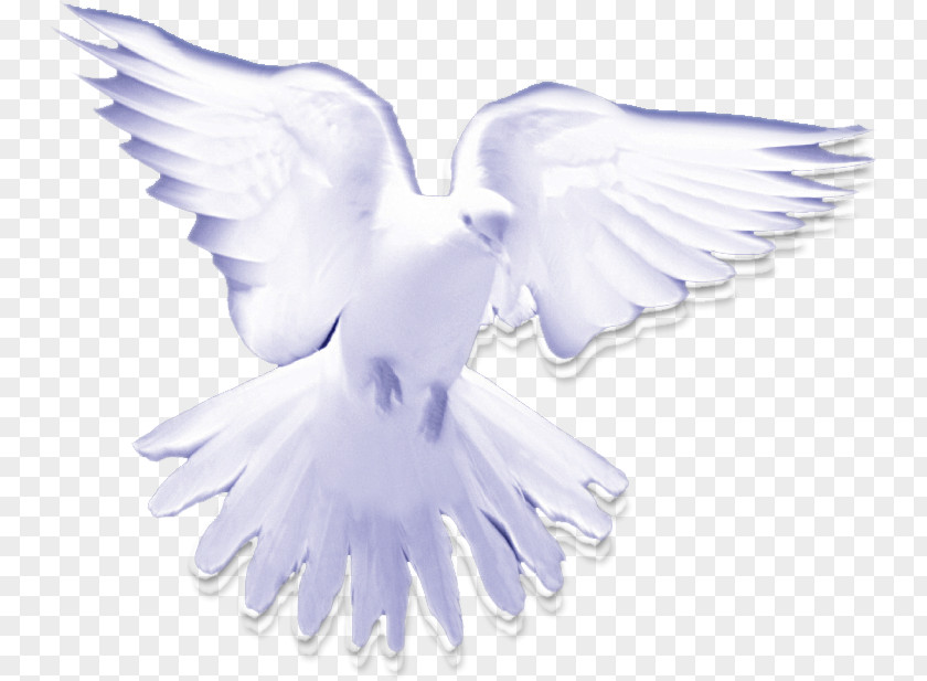 Holy Spirit Christian Clip Art In Christianity Pigeons And Doves PNG