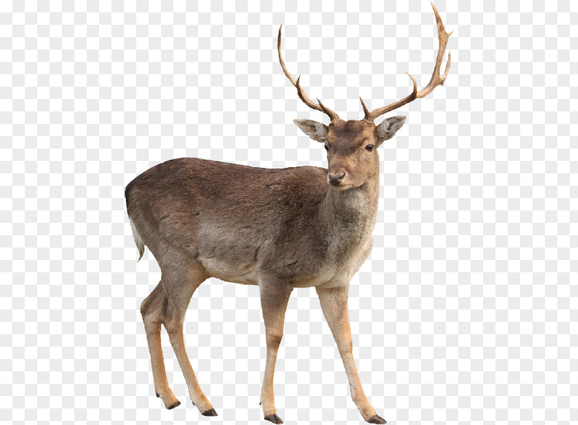 Deer White-tailed Moose Clip Art PNG