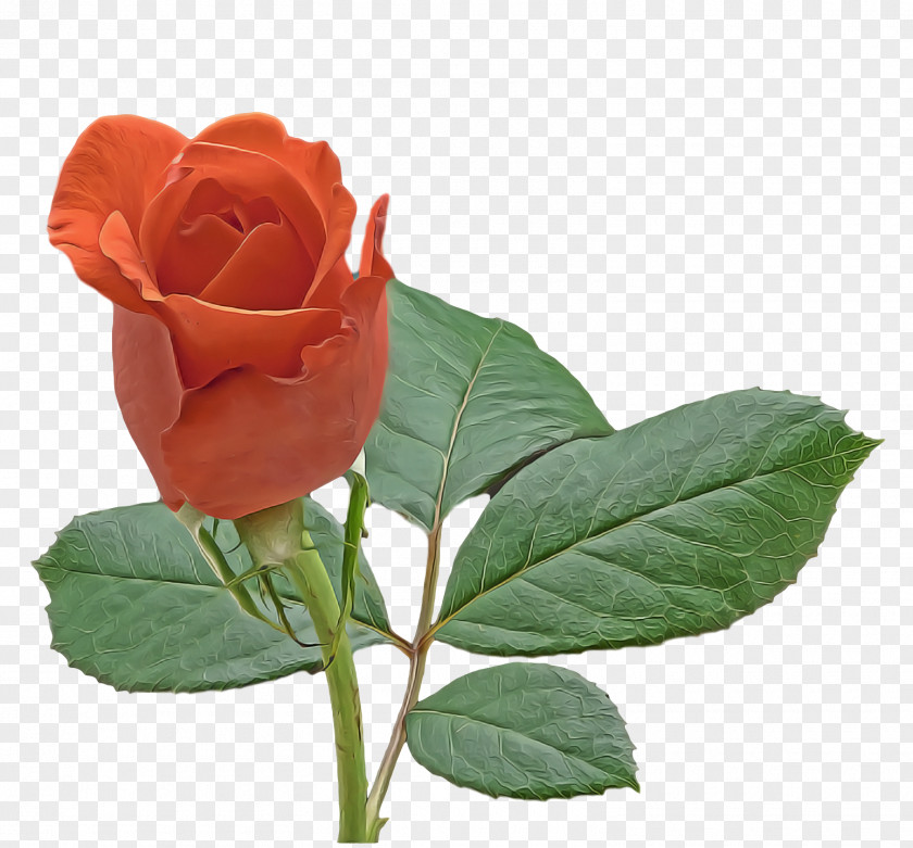 Garden Roses PNG