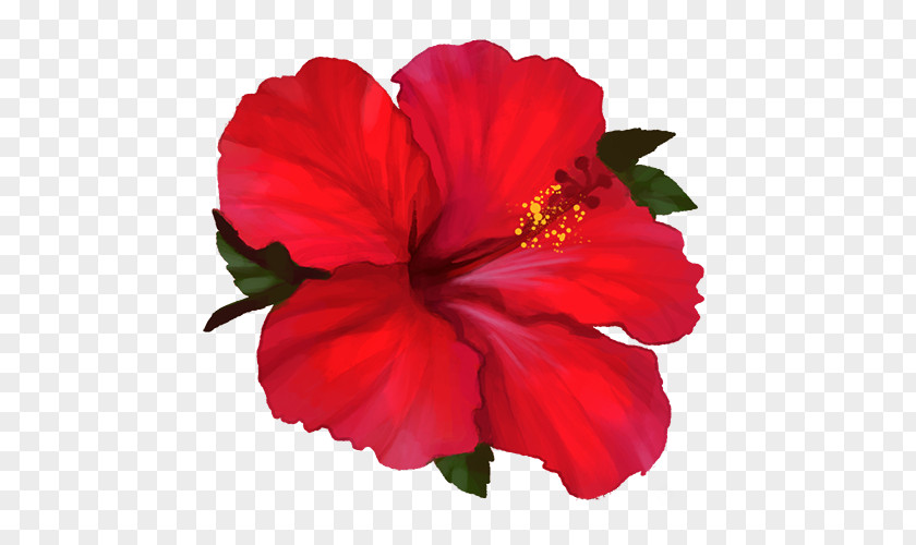 Hibiscus Drawing Shoeblackplant Four O'clocks Marvel-of-peru Annual Plant Herbaceous PNG