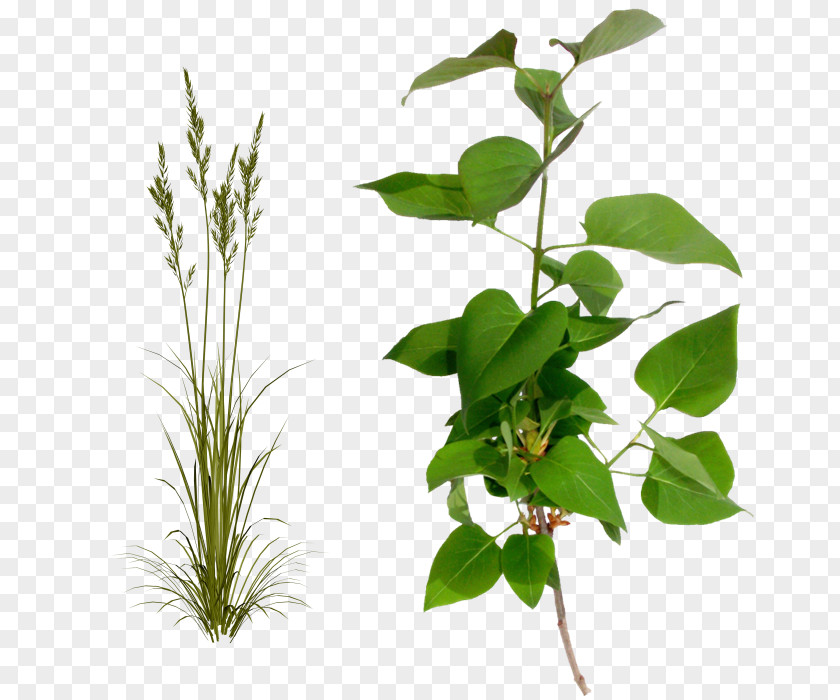 Leaf Flowerpot Plant Stem Herb PNG