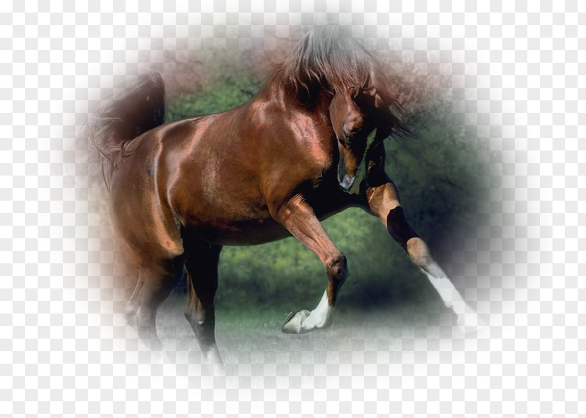 Mustang Mane Arabian Horse Appaloosa Morgan PNG