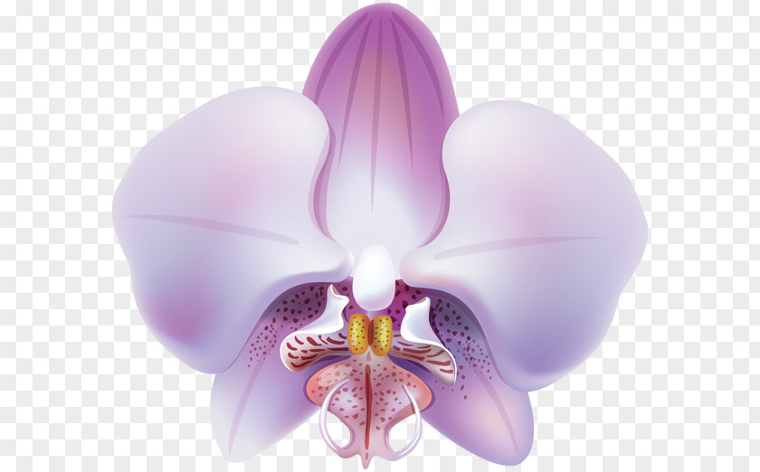 Orchids Purple Flower Clip Art PNG