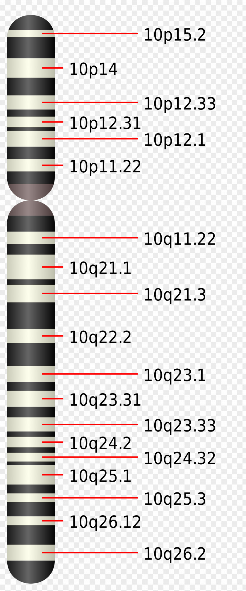 Pten Chromosome 10 19 16 18 PNG