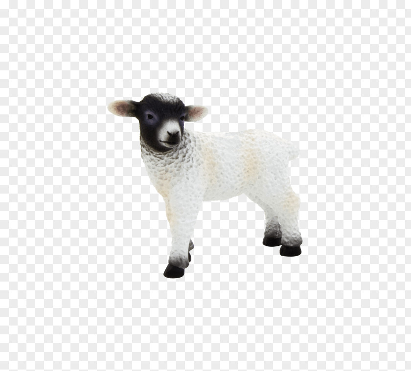 Sheep Scottish Blackface Cattle Black Goat PNG